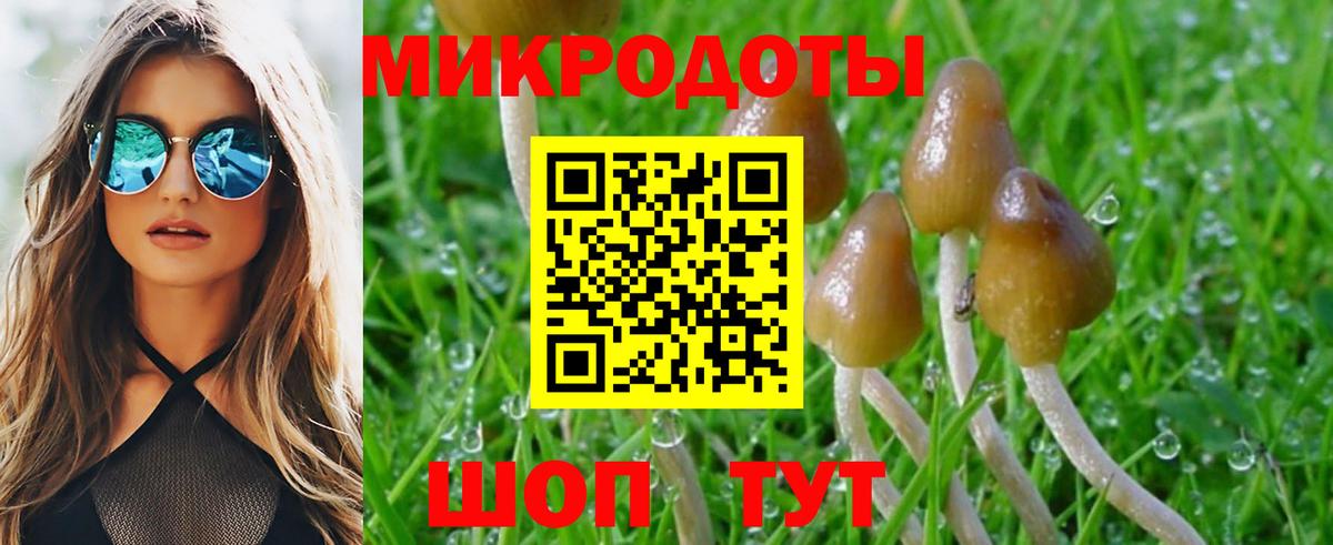Псилоцибиновые грибы Psilocybe  Карасук 